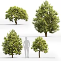 Trees Landscape Trees 3d model