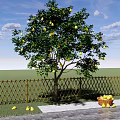 Garden Fruit Tree Pear Tree Pear Sydney Yali Pear Landscape Tree Fruit Tree 3d model