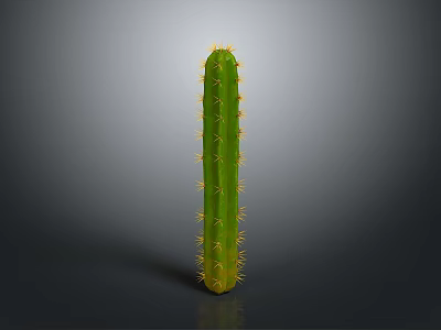 Tall Green Cactus Plant With Long Stem And Yellow Spines In Natural Setting 3d model
