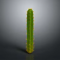 Tall Green Cactus Plant With Long Stem And Yellow Spines In Natural Setting