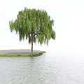 Weeping Willow Tree Growing By Calm Water Under Blue Sky And White Clouds