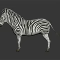 3D Model Standing Zebra With Black And White Stripes On Gray Background Reflective Surface 3d model