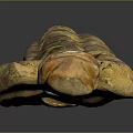Rustic Wood And Stone Decorative Piece With Natural Brown Yellow Texture And Surface Details