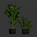 Lush Indoor Green Plants In Modern Gray Pots With Various Leaf Shapes And Colorful Flowers