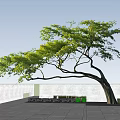 Elegant Curved Tree With Vibrant Green Leaves Against Blue Sky In Grassy Field
