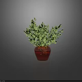 Lush Green Foliage in Dark Colored Vase on Shiny Reflective Surface 3d model