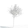 Bare Arbor With Frost Covered Branches Against Blue Sky And White Clouds