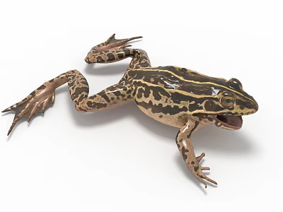 Realistic Brown Black Striped Spotted Frog With Open Mouth And Webbed Feet 3d model
