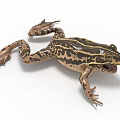 Realistic Brown Black Striped Spotted Frog With Open Mouth And Webbed Feet