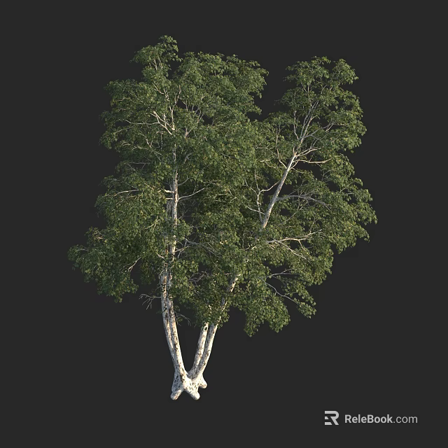 Tall Arbor With White Trunk And Lush Green Foliage In Natural Scene 3d model 
