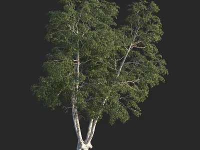 Tall Arbor With White Trunk And Lush Green Foliage In Natural Scene 3d model