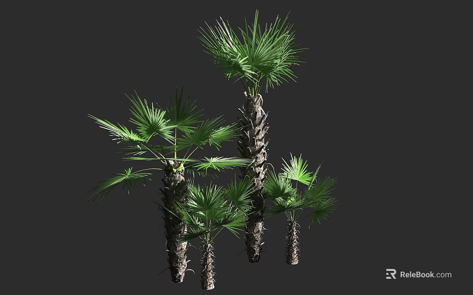 Tall Palm Trees With Green Fronds And Textured Trunks In Natural Cluster 3d model 