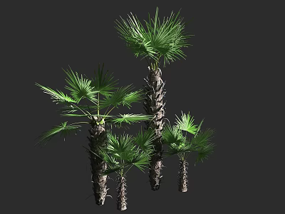 Tall Palm Trees With Green Fronds And Textured Trunks In Natural Cluster 3d model