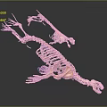 3D Rendered Medical Device Skeletal Model For Anatomical Study And Teaching