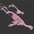 Modern Skeleton Animal Skeleton Lion Skeleton Skeleton 3d model