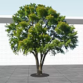 Lush Green Arbor With Multiple Trunks Against Light Wall On Gray Ground
