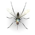 Mosquito With Transparent Wings Long Legs Red Eyes And Metallic Body 3d model