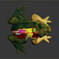 Frog Poison Frog Game Frog Reptile Cold Blooded Animal Reptile 3d model