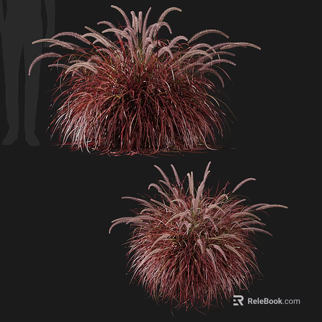 Red Purple Feathery Ornamental Grass With Fluffy Foliage For Garden Decoration 3d model 
