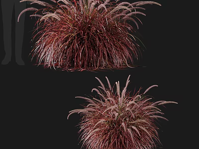Red Purple Feathery Ornamental Grass With Fluffy Foliage For Garden Decoration 3d model