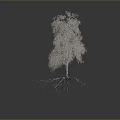 Birch Tree With White Trunk Green Leaves And Exposed Roots On Gray Background