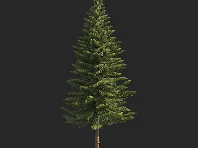 Tall Green Arbor With Lush Foliage And Straight Trunk In Nature 3d model