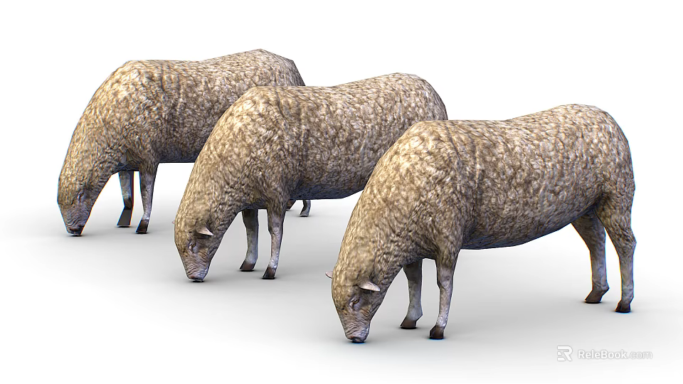 Three Fluffy Brown Sheep Grazing in a Line on White Background 3d model 