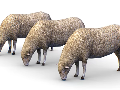 Three Fluffy Brown Sheep Grazing in a Line on White Background 3d model