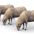 Three Fluffy Brown Sheep Grazing in a Line on White Background