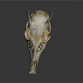 Anatomical Animal Skull With Horns And Detailed Skeletal Features On Dark Surface