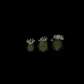 Ornamental Grasses with White Plumes and Green Leaves in Various Natural Forms