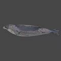 3D Rendered Seal Model On Gray Background With Realistic Features