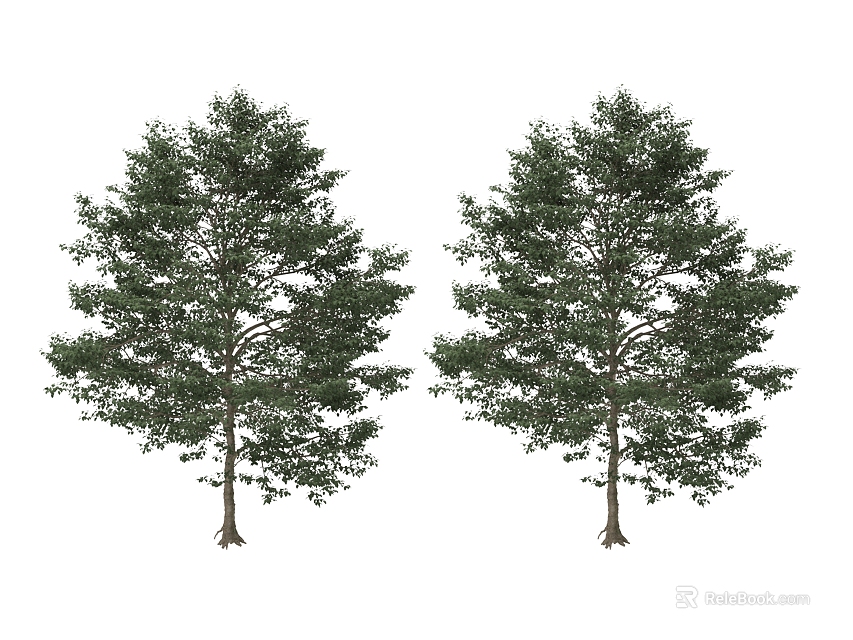 Two Arbor Trees With Lush Green Foliage And Straight Trunks 3d model 