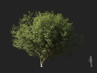 Lush Green Arbor With Full Crown Standing Against Dark Background And Human Silhouette 3d model