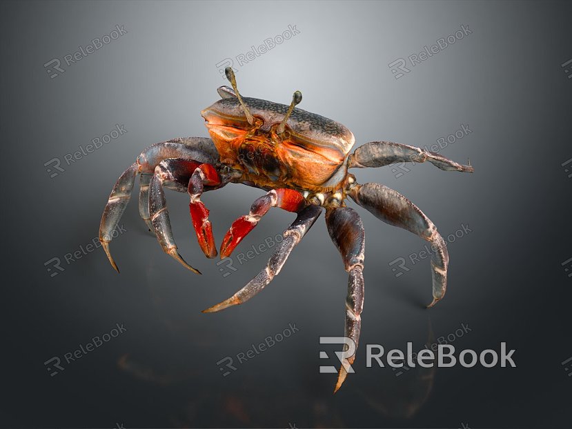 crab sea crab river crab hairy crab bread crab hermit crab big crab small crab marine animal fish model