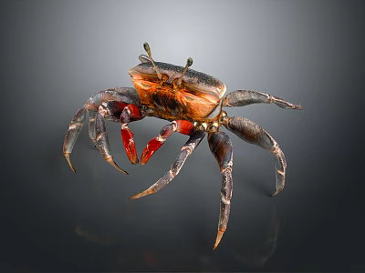 Aquatic Animal Crab With Orange Red Claws And Long Detailed Legs Appearance 3d model