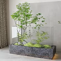 Indoor Bonsai Plant in Transparent Glass Container with Green Foliage and Gray Stone Base