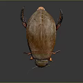 Shiny Brown Beetle With Red Legs On Dark Background And Reflection 3d model