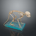 Standing Monkey Skeleton on Blue Base with Detailed Anatomical Structure