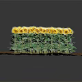 Bright Yellow Sunflowers With Green Stems And Leaves Growing In Brown Soil