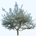 Tall Tree With Lush Green Foliage And Straight Trunk In Natural Garden
