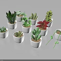 Various Succulent Plant Species Arranged in White Pots on Black Background