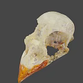 Ancient Fossil Specimen With Textured Surface And Orange Red Accent 3d model