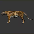 Tiger Side View With Orange And Black Stripes Gray Background And Ground Reflection