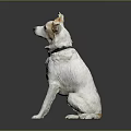 White Dog With Light Brown Ears Sitting Calmly With Black Collar On Gray Reflective Floor