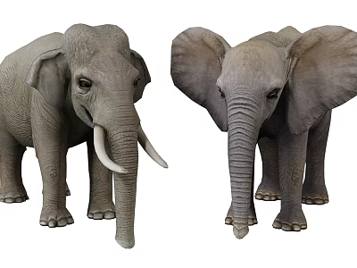 Two Large Gray Elephants Standing Calmly in Open Grass Field Habitat 3d model