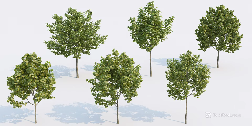 Lush Green Arbor Trees with Dense Foliage Isolated on White Background 3d model