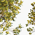 Green Leafy Arbor Trees With Various Shapes For Outdoor Landscaping Use