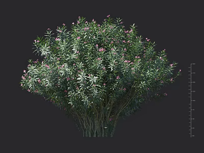 Lush Green Shrub With Pink Flowers And Dense Foliage For Garden Landscaping 3d model