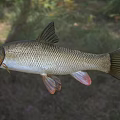 Elongated Freshwater Fish With Brown Scales And Red Fins In Natural Habitat